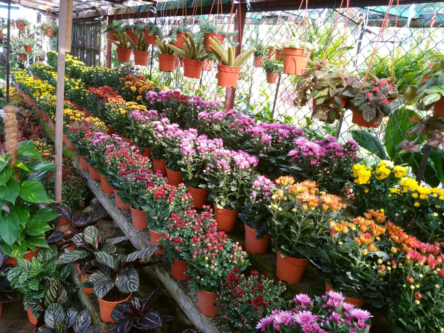 Top 10 Plant Nursery in Petaling Jaya — Petaling Jaya Hub